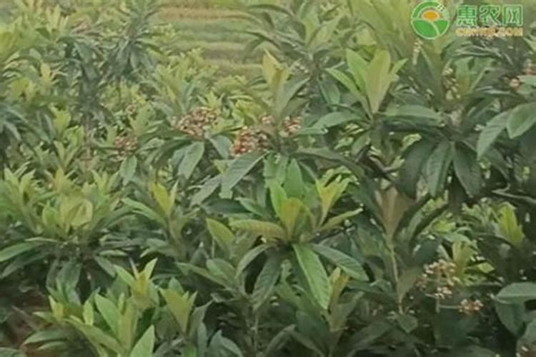 樱桃叶面肥有哪些种类的品种？