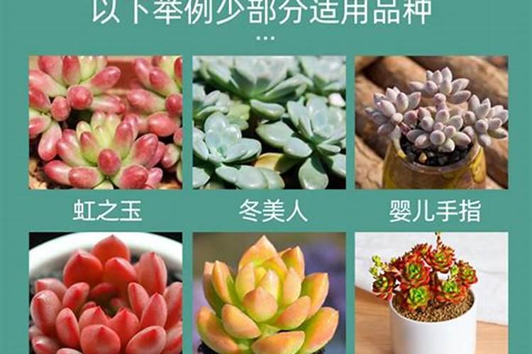 多肉缓释肥和复合肥哪个好？