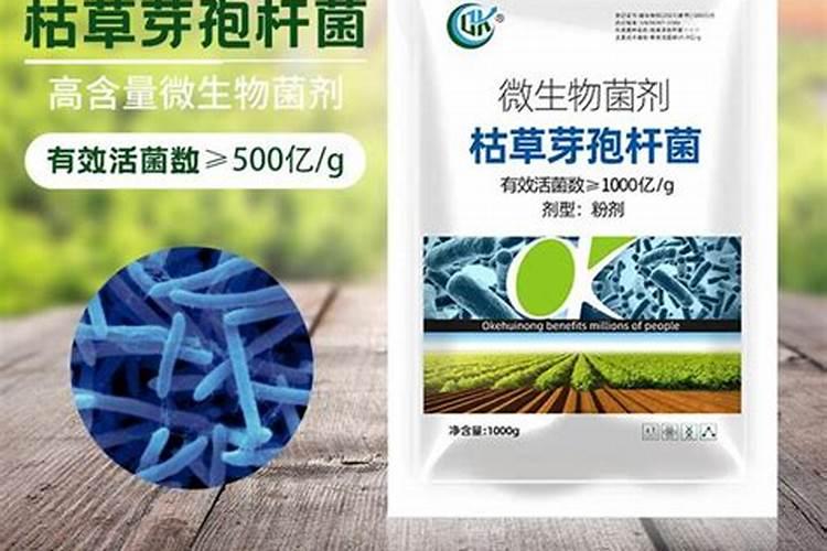 菌肥中,为啥都会添加“枯草芽孢杆菌”？