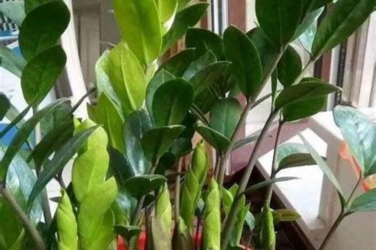 金钱树生物菌肥好不好施肥用？