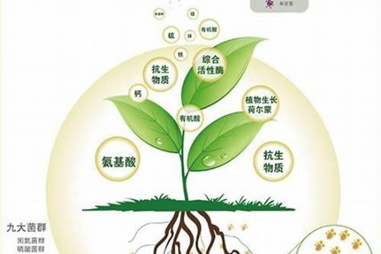 氨基酸叶面肥果树涂杆枝术