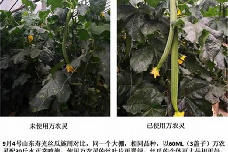 江西叶面肥木醋液