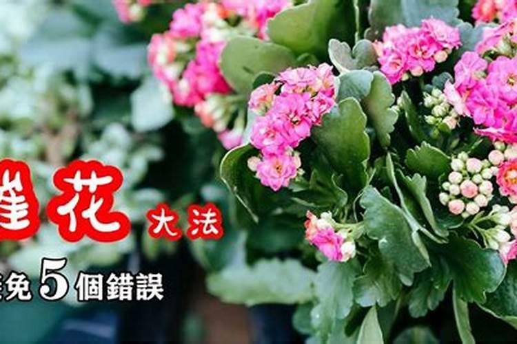 长寿花催花方法