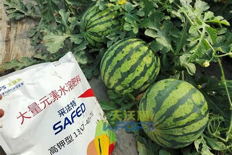 种西瓜用什么肥料好