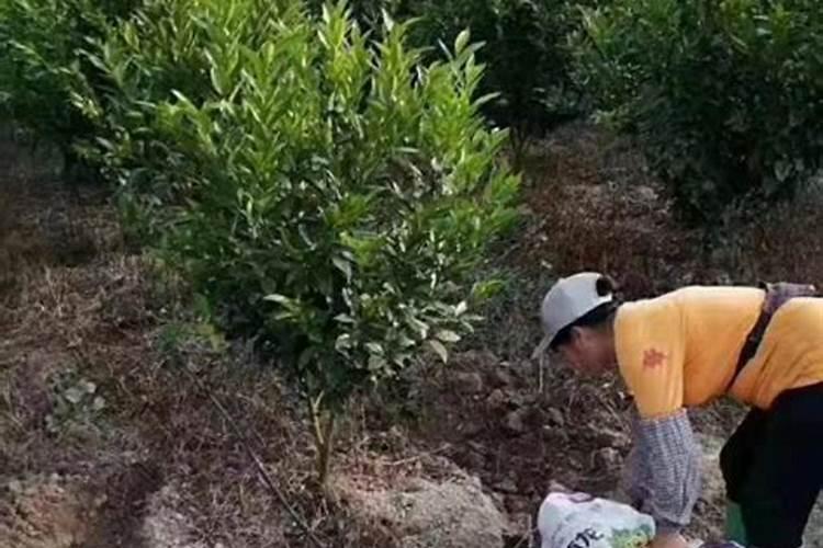 哪种牌子的生物有机肥效果好