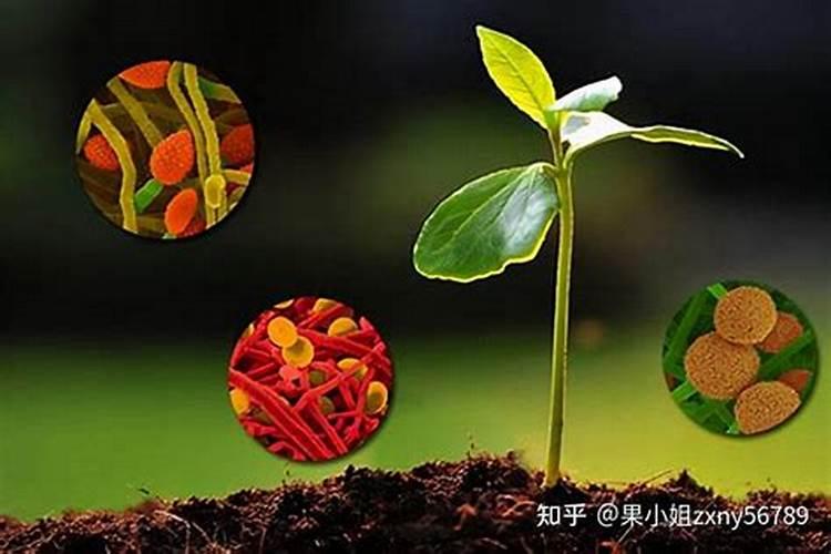 现在市面上很多生物菌肥,菌肥哪个牌子好啊？