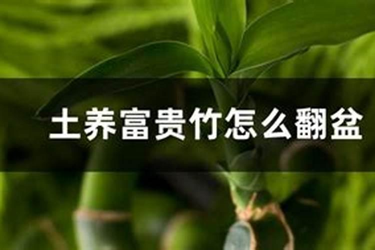 土养富贵竹怎么翻盆