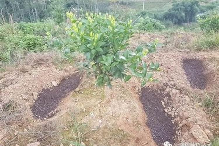 沙糖橘有机生物肥料多少钱一斤？