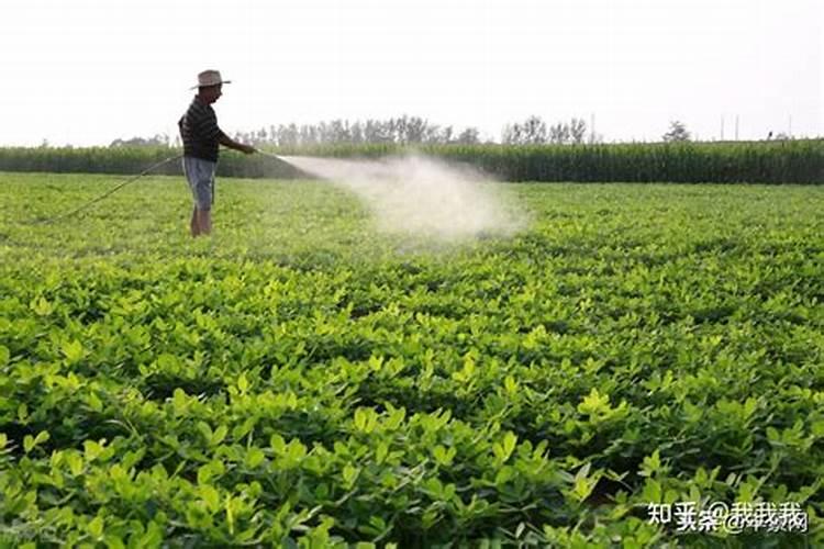 钙镁磷肥叶面喷施方法与用量合欢树？