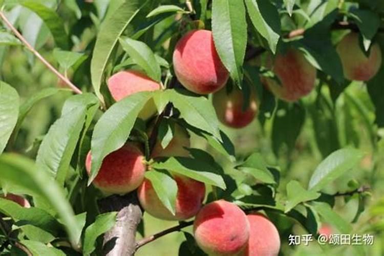 蜜桃樱桃叶面肥有哪些种类的品种？