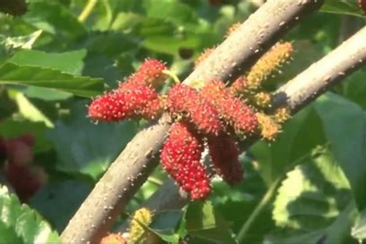 珲春2025生物肥料有什么用途桑葚？