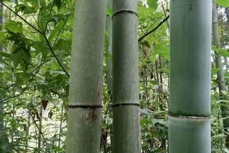 毛竹资料