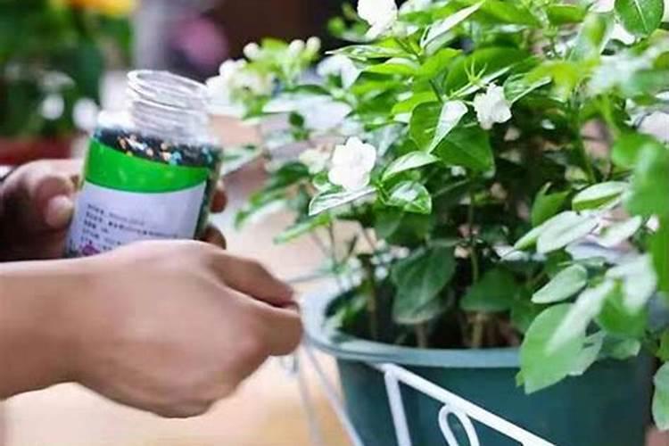 芦荟能不能用花卉绿植通用控释肥？