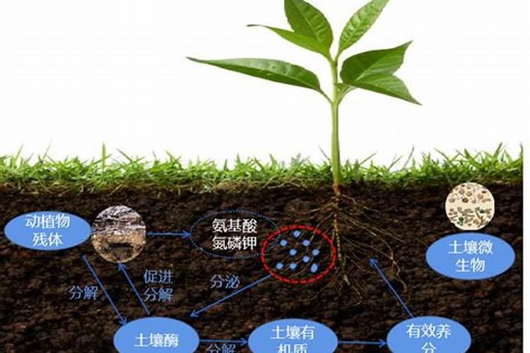 碳酶复合肥对植物的作用有哪些？