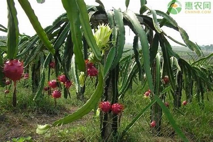 火龙果什么是生物肥料？