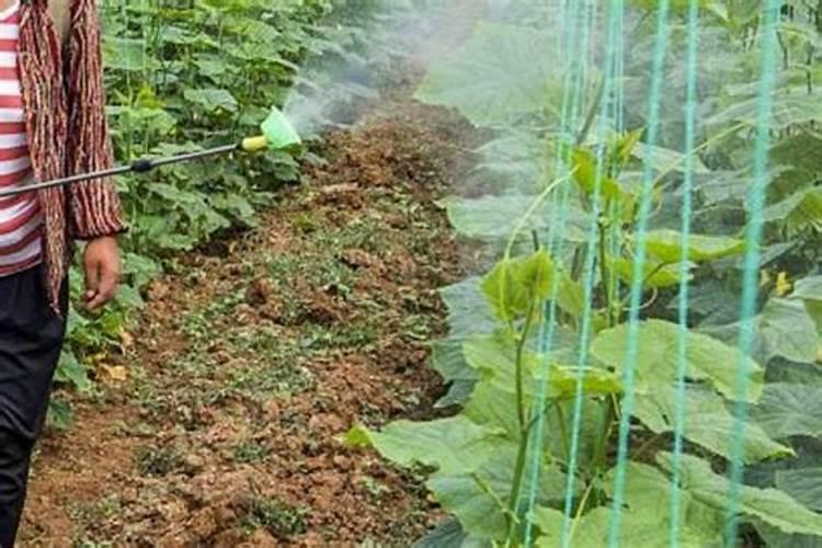 缓释肥多久施一次最好？