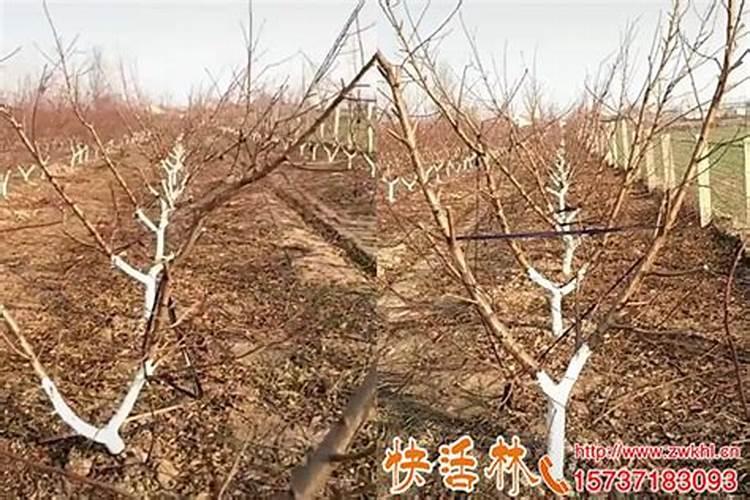冬季如何预防桃树冻害？
