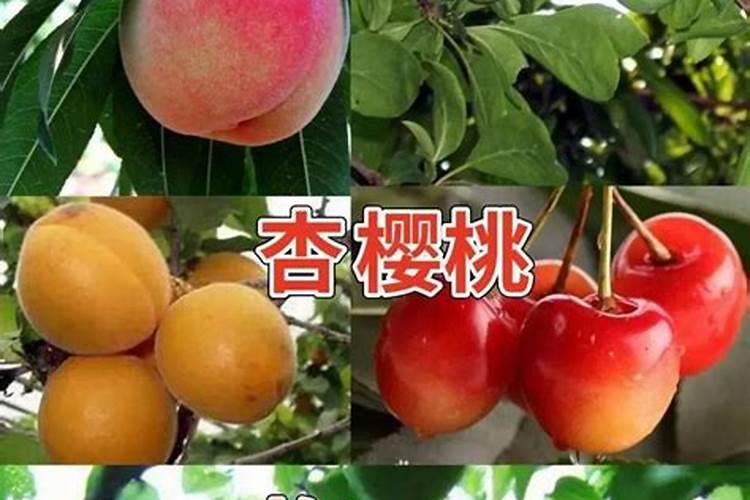 樱桃秋施基肥,有哪些方法？