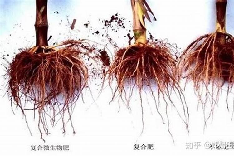 简述微生物促生长剂的作用。