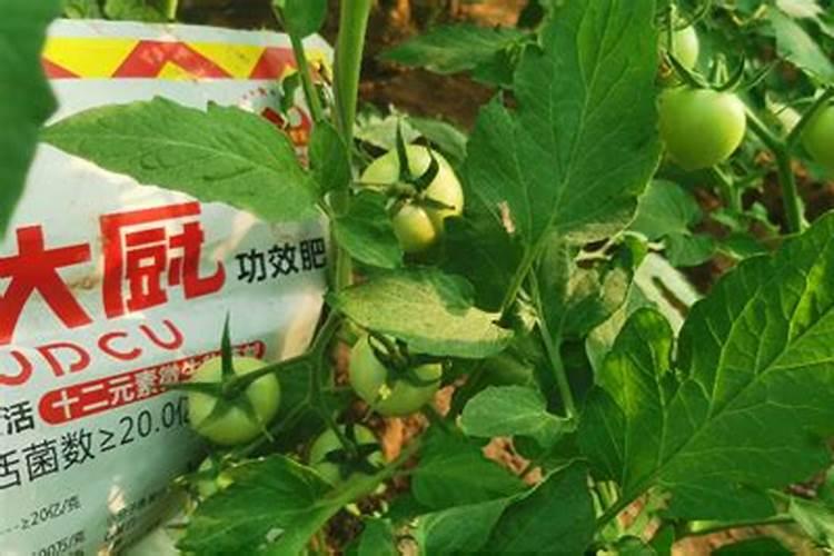 微生物菌剂的使用方法和禁忌