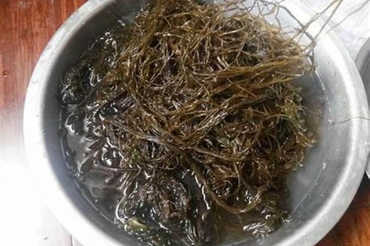 海麻线是什么东西？