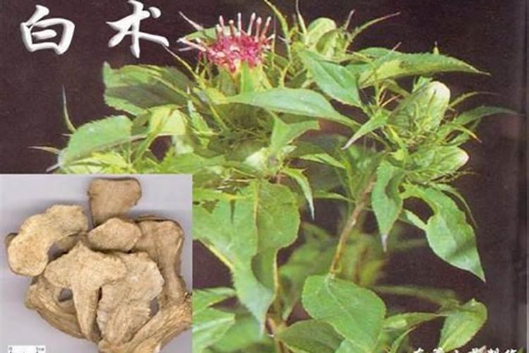 白术生物肥料小型加工厂怎么办理？