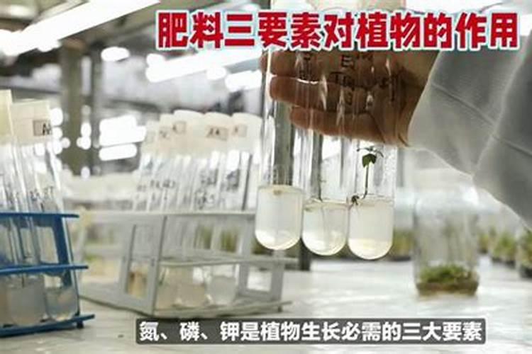 氮肥磷肥钾肥有哪些