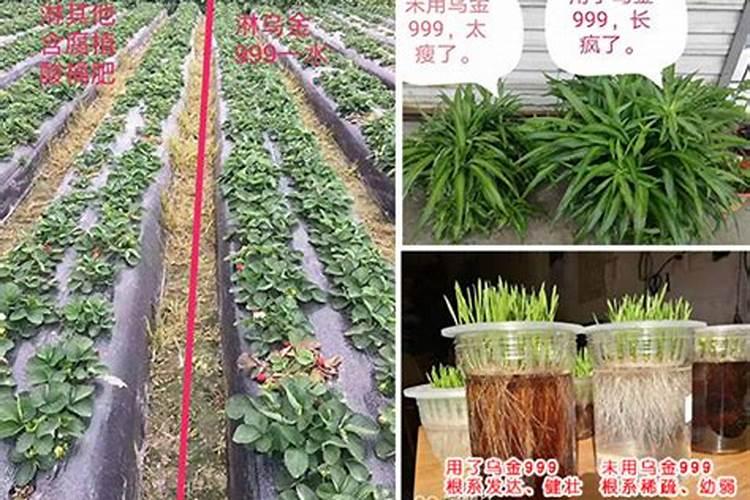 车厘子矿源黄腐酸钾使用时间段