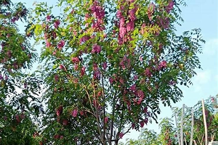香花槐全国最大水溶肥厂家是哪家公司的？