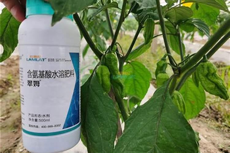 什么是氨基酸叶面肥？