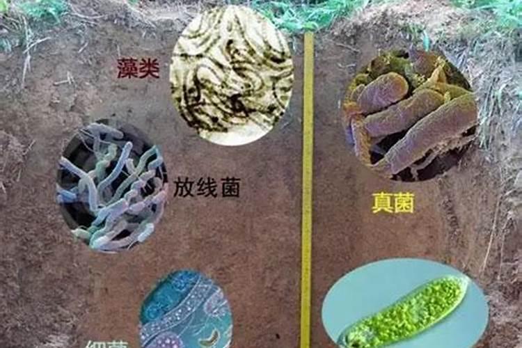 土壤微生物对土壤肥力有什么重要作用
