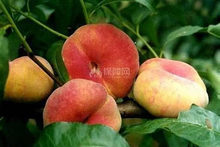 四个l5复合肥功效作用蟠桃