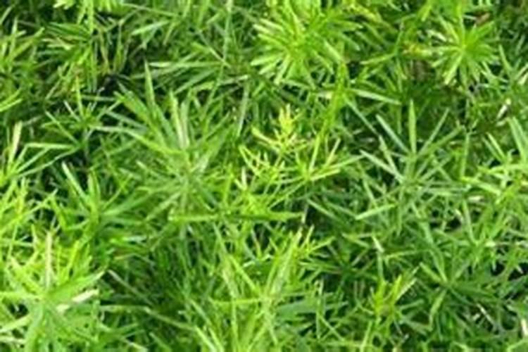 天门冬亩产量