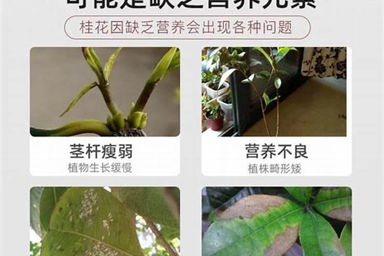 桂花树果树专用肥通用型号有哪些种类？