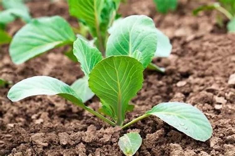 长葛微生物菌剂的正确使用方法？