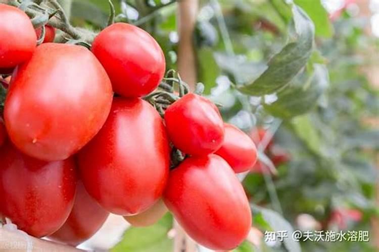 2025枣树颗粒水溶肥效果怎么样？