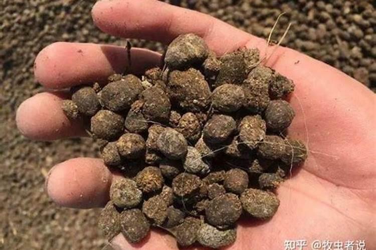 羊粪用什么发酵最快