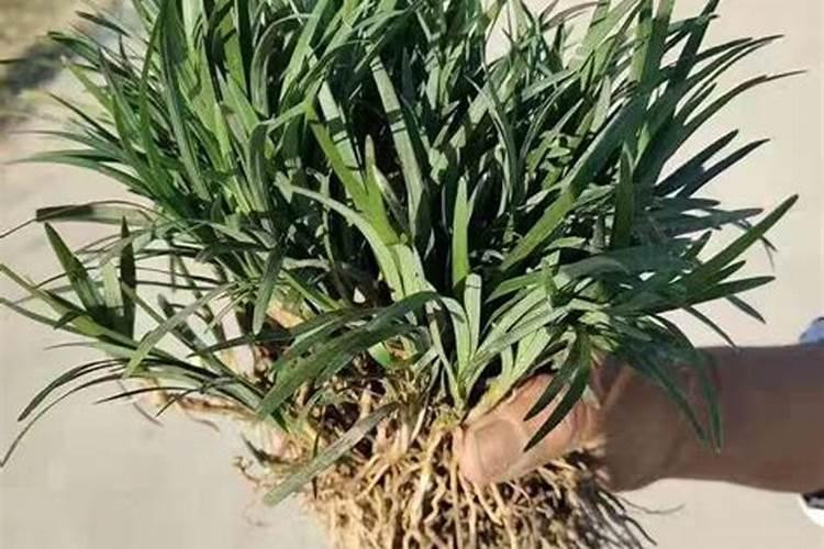 农药化肥厂家联系方式麦冬？