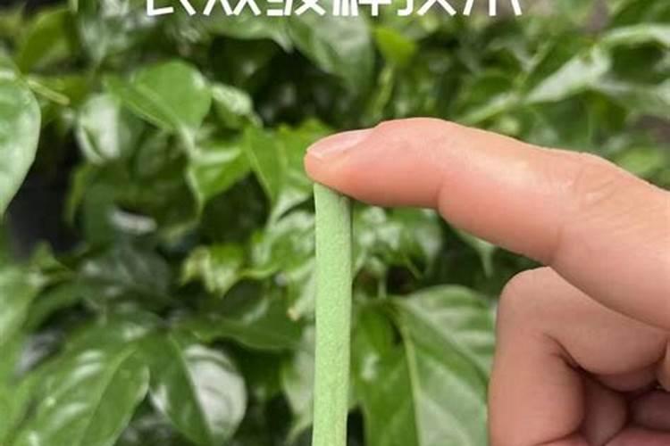 植物缓释肥的使用方法2025国槐？