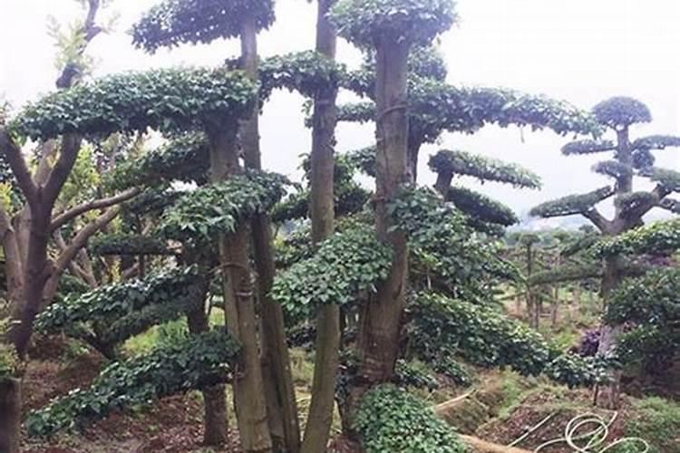 昌邑全国10大尿素生产厂家罗汉松
