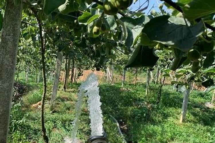 保定氮磷肥兑水浇玉米可以吗2025？