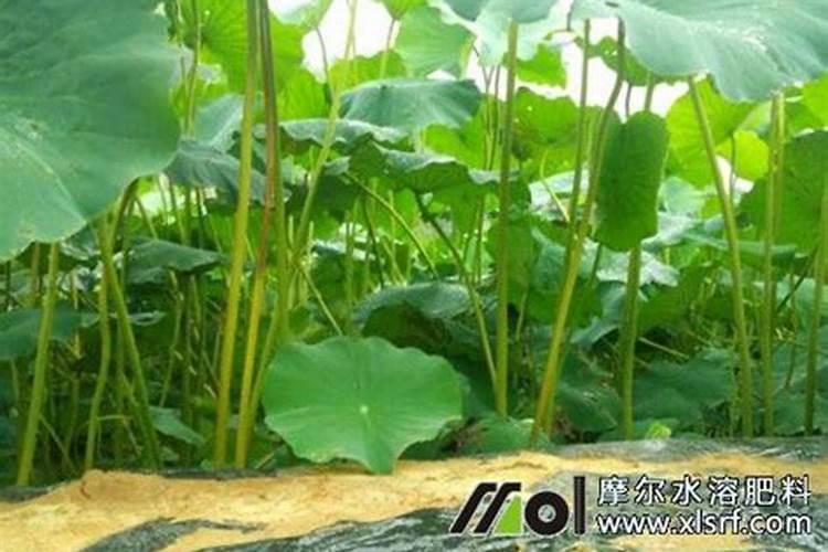 莲藕颗粒水溶肥料是什么成分的？
