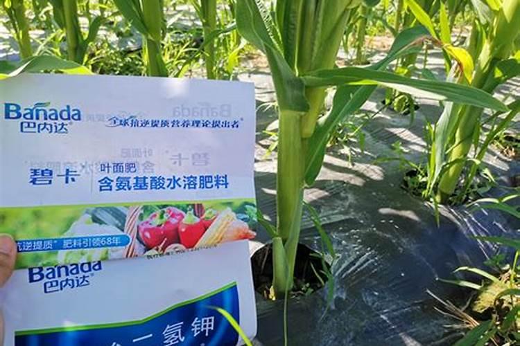 氨基酸叶面肥能直接接触果面吗？