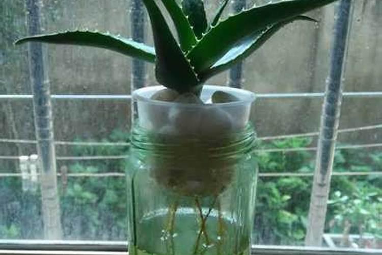 为什么不能在猛烈的日晒中给花浇水