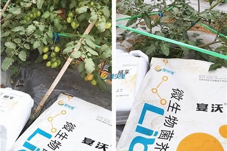 全国最好的水溶肥厂家在哪里龙泉柏树？