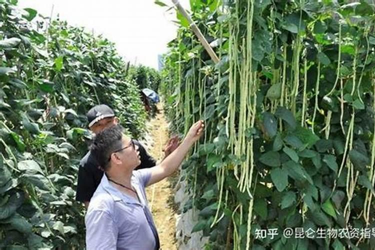 西南生物肥料作用有哪些豆角？