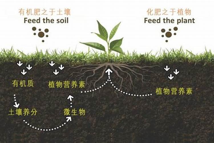 有机化肥是有机物吗还是无机物2025？