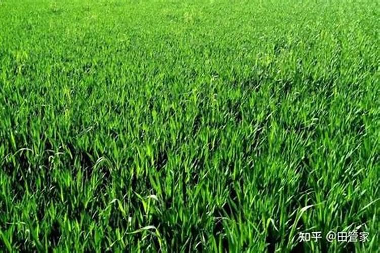 底肥用什么生物菌肥好？每亩多少合适？