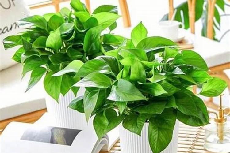 绿萝怎么养才能更旺盛？做到这5点,叶片茂盛有光泽