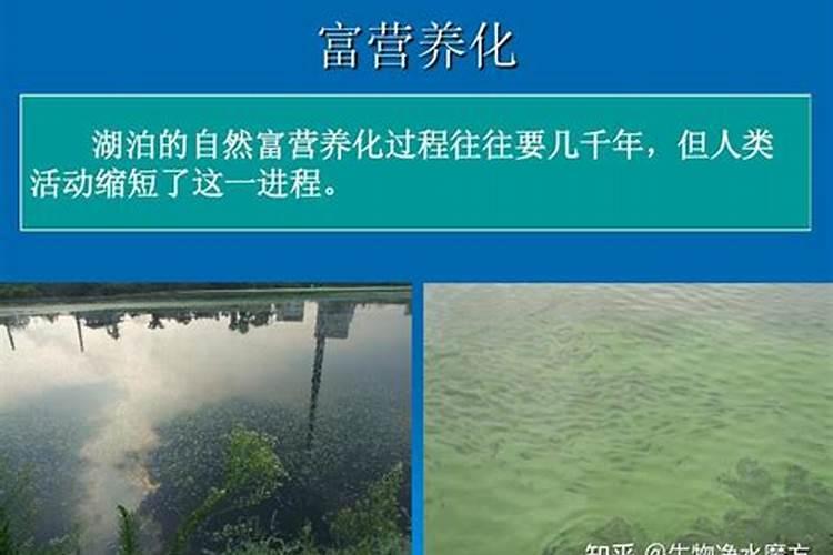 富营养化水体的主要特征是: